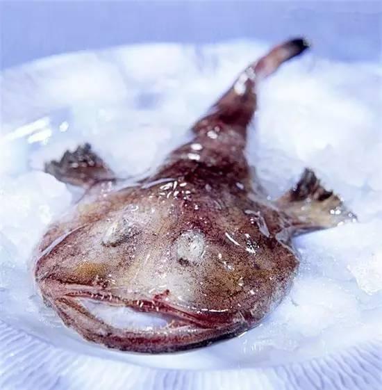 知識(shí)庫(kù)｜奇丑卻極美味的魚(yú)，餐廳趕緊上新菜！