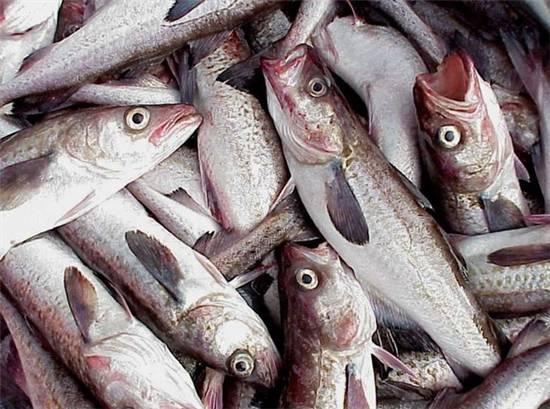 知識庫｜這種魚可以一魚36吃，你餐廳還不上菜？|餐飲界