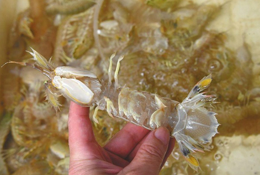 人為注膠讓皮皮蝦增重？專家辟謠:那是蝦黃和蝦膏