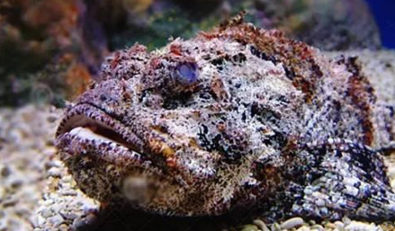 知識庫｜如何處理、烹飪世界最毒的海魚？