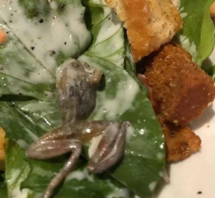 惡心！她餐廳吃飯竟吃出整只死青蛙