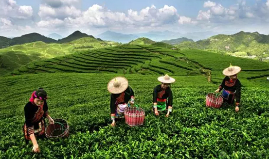 皇茶、喜茶之后，茶飲界又冒出一“黑馬”烏龍煎