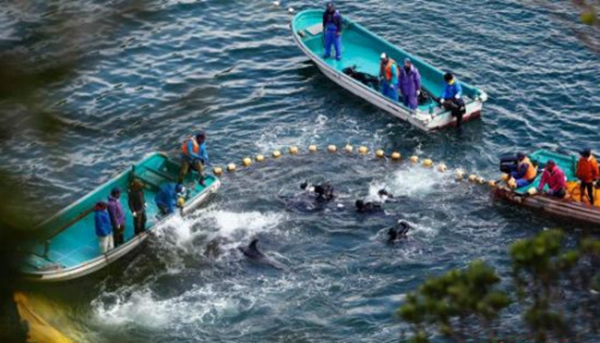 日本遇“魚荒”向中國“甩鍋” 我們不同意！|餐飲界