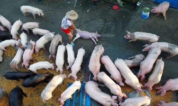 豬肉消費總量連年下滑，人們沒那么愛吃肉了嗎？|餐飲界