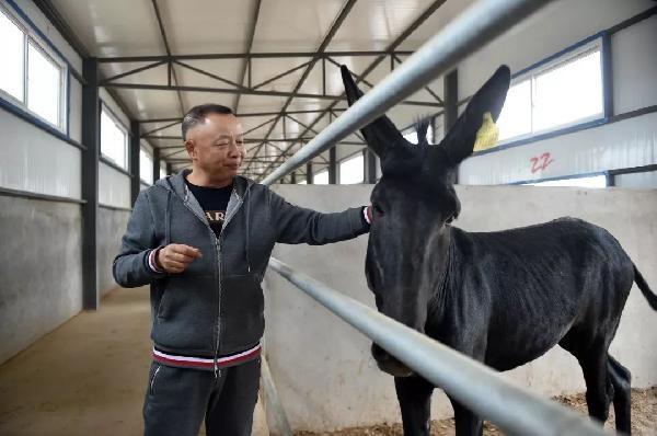 供應不足挑戰(zhàn)商家底線？一條驢肉供應鏈引發(fā)的連鎖危機