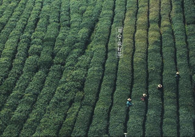 如何掘金500億新茶飲市場，打造一杯有故事的黑龍茶？