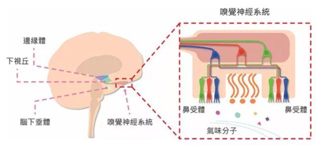 讓消費者欲罷不能的氣味營銷，餐飲人該如何實現(xiàn)？ | 餐見