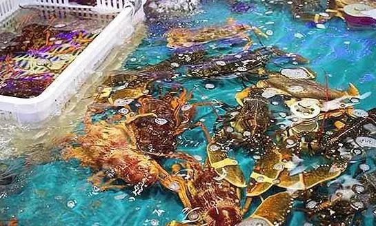 海鮮之戰(zhàn)：上半場活鮮炒作已曲終，下半場冷凍海鮮厚積薄發(fā)？|餐飲界