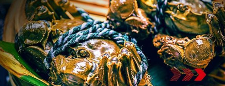 “秋風(fēng)響，蟹腳癢”，順豐同城急送推出大閘蟹專送服務(wù)
