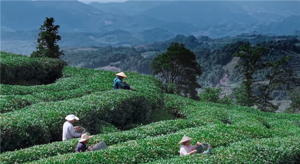 奢配180斤茉莉花，檸季讓香氣沉浸至最后一口